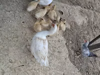 Ducks — الصورة 1