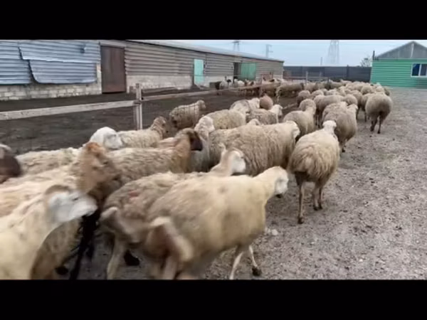 Ovce, Ovce — Ázerbájdžán