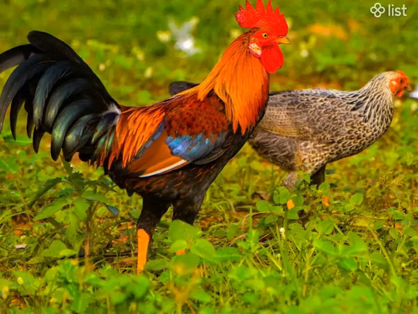 Chickens — Armaniston