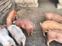 Boar, Pigs — photo 3