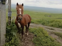 Cheval, Azerbaijan horse — photo 1