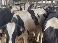 Vache, Race Holstein — photo 2