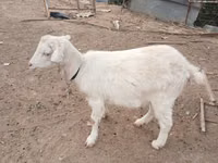 Ешкі, Saanen goat — 1-сурет