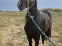 Aygır, Orlov Trotter — foto 1