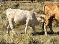 Touro, Vaca vermelha sem chifres — foto 3