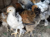 Brahma — foto 3