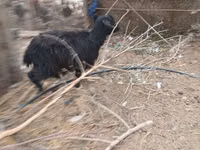பெண் வெள்ளாடு, வெள்ளாடுகள் — புகைப்படம் 2