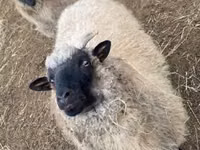 பெண் ஆடு, White Suffolk sheep — புகைப்படம் 4