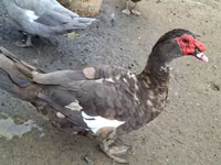 Ducks — Foto 5