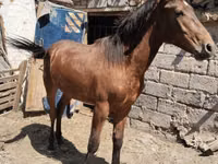 Aygır, Thoroughbred horse — foto 3