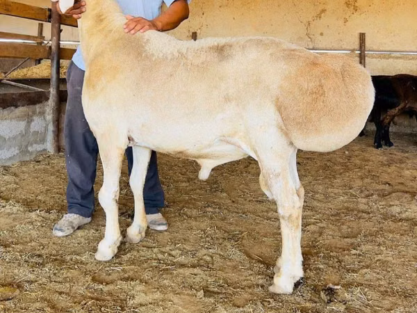 Qoç, Qoyunlar