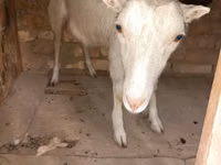 ஆண் வெள்ளாடு, Saanen goat — புகைப்படம் 3