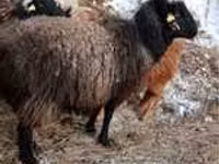 Sheep (batch, sex not specified), Sheep — photo 1