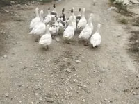 Ducks — zdjęcie 3