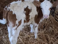 காளை, Simmental cattle — புகைப்படம் 5