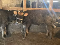 காளை, Swiss cattle — புகைப்படம் 5