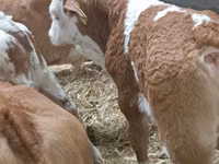 أبقار (دفعة، الجنس غير محدد), Simmental cattle — الصورة 2