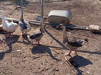 Geese — zdjęcie 2