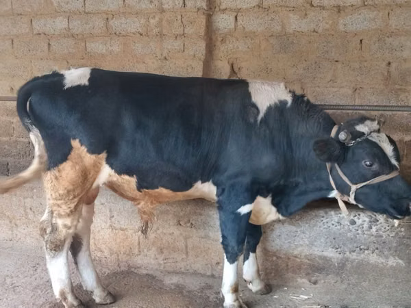 सांड, Russian Black pied cattle