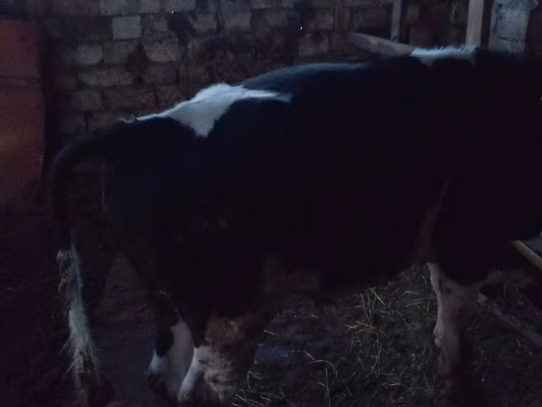 Byk, Russian Black pied cattle