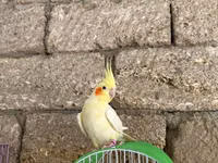 Korella qəfəs yuva munasib qiymete — foto 4