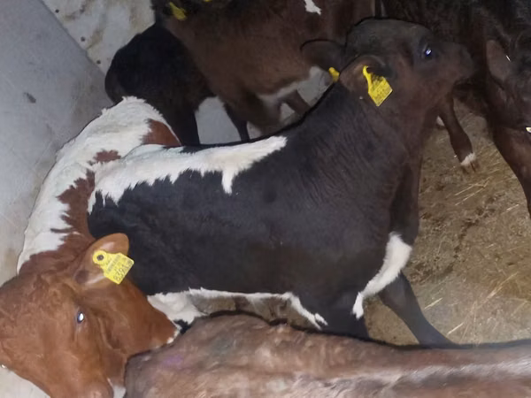 牛只（批次，未指定性别）, Simmental cattle