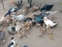 Ducks — foto 3