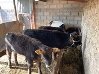 मवेशी (लॉट, लिंग निर्दिष्ट नहीं), मवेशी — फ़ोटो 5