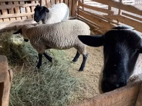 Widder, White Suffolk sheep