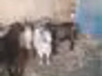Dişi keçi, Keçilər — foto 6