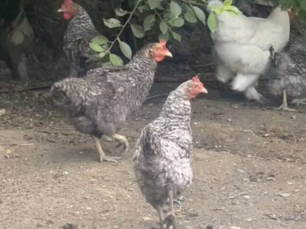 Chickens