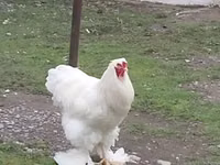 Chickens — photo 4