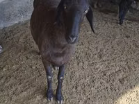 ცხვარი, Hissar sheep — ფოტო 4