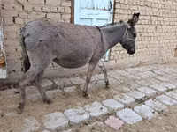 母马, Horses — 照片 2