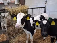 Buqa, Russian Black pied cattle — 1-rasm