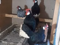Chickens — foto 3
