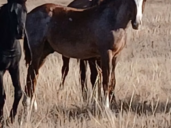 Kůň, Kazakh horse