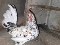 Bantam Japonesa — foto 2