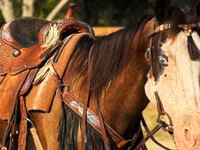 Kısrak, American paint horse — foto 5