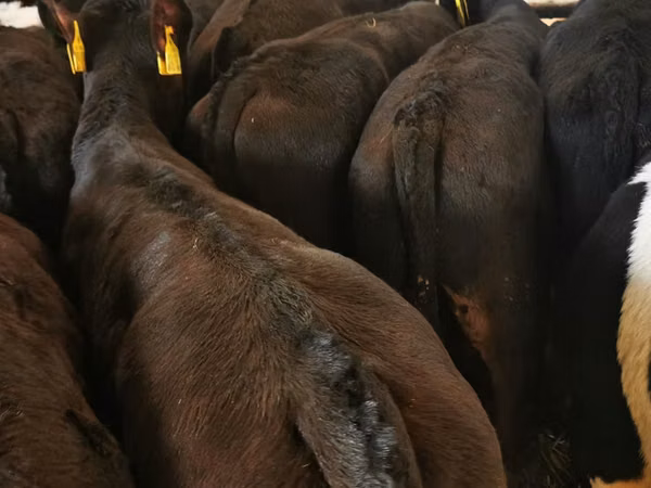 公牛, Dutch cow (Extinct)