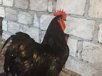 Chickens — 写真 2