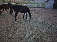 Kůň, Akhal-Teke — foto 1