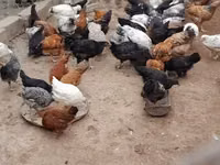 Chickens — foto 6
