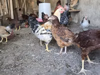 Chickens — foto 5