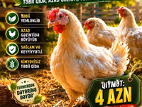 Chickens — foto 3