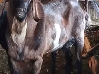 Теке, Nubian Goat — 2-сурет