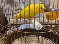 Qefesle birlikde 40m tek Qus 30m — 照片 1