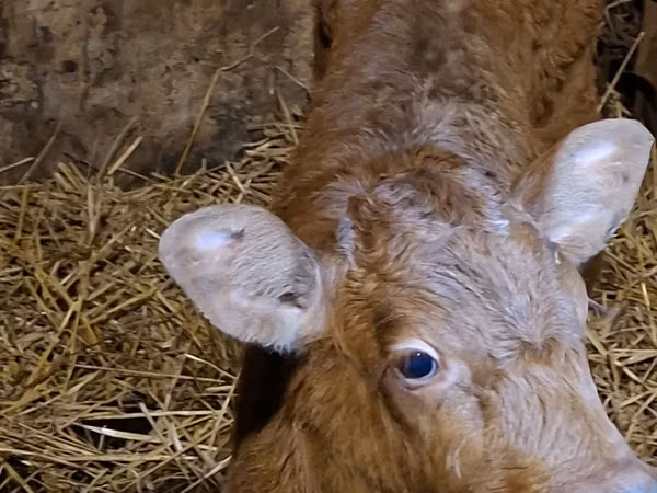 Taureau, Simmental cattle
