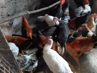 Chickens — zdjęcie 5