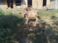 Buqa, Swiss cattle — 3-rasm
